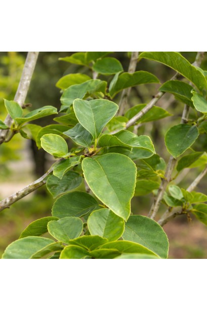 Магнолія Antje Zandee листя